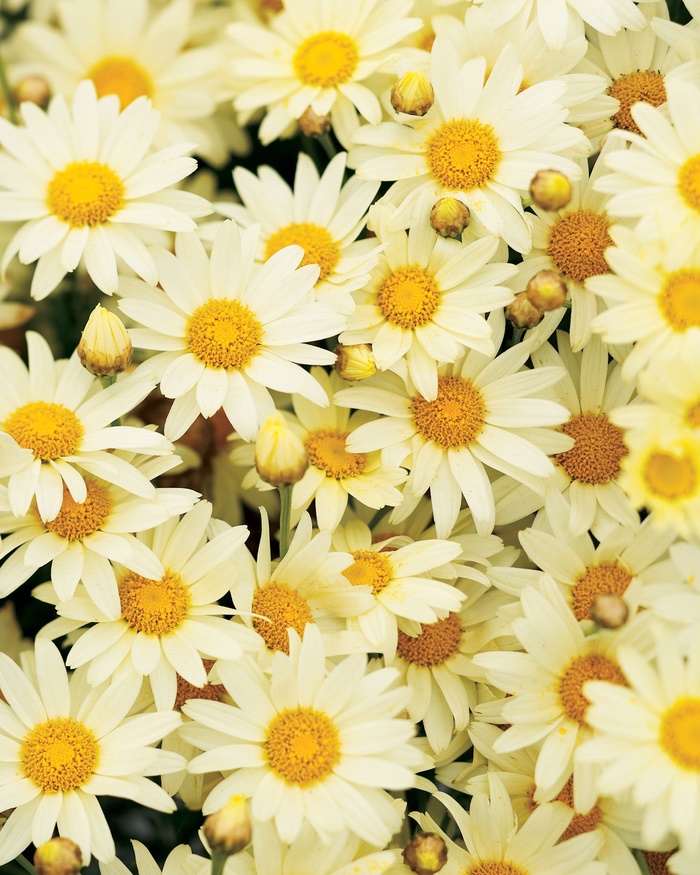Argyranthemum frutescens Molimba® 'Mini Yellow' (013416)