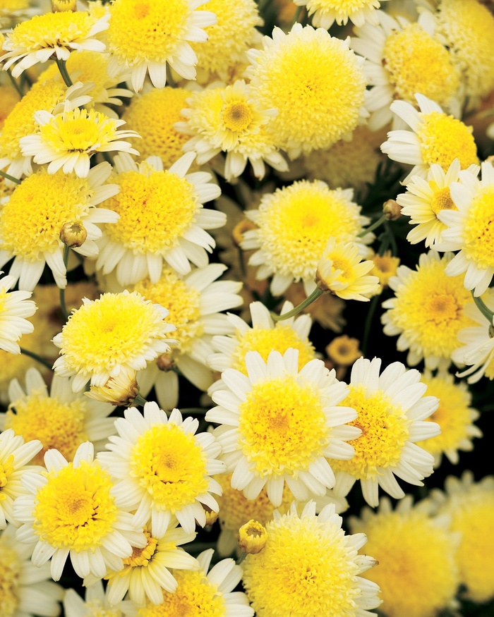 Argyranthemum frutescens Courtyard® 'Buttercream' (013425)