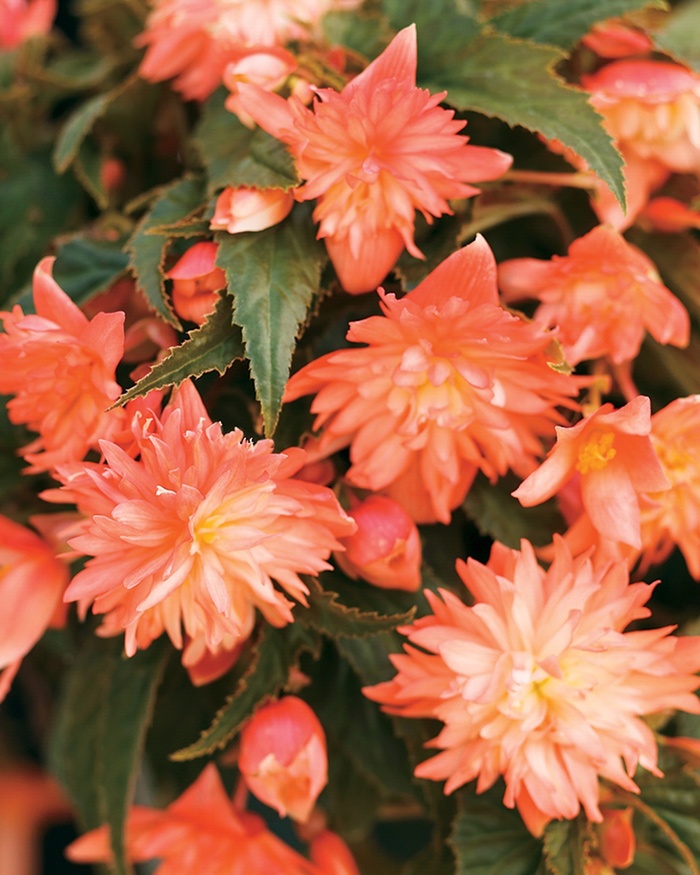 Begonia x tuberhybrida Bellagio™ 'Apricot' (013443)