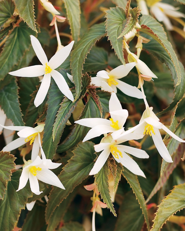 Begonia x tuberhybrida Mandalay™ 'Pearl' (013445)