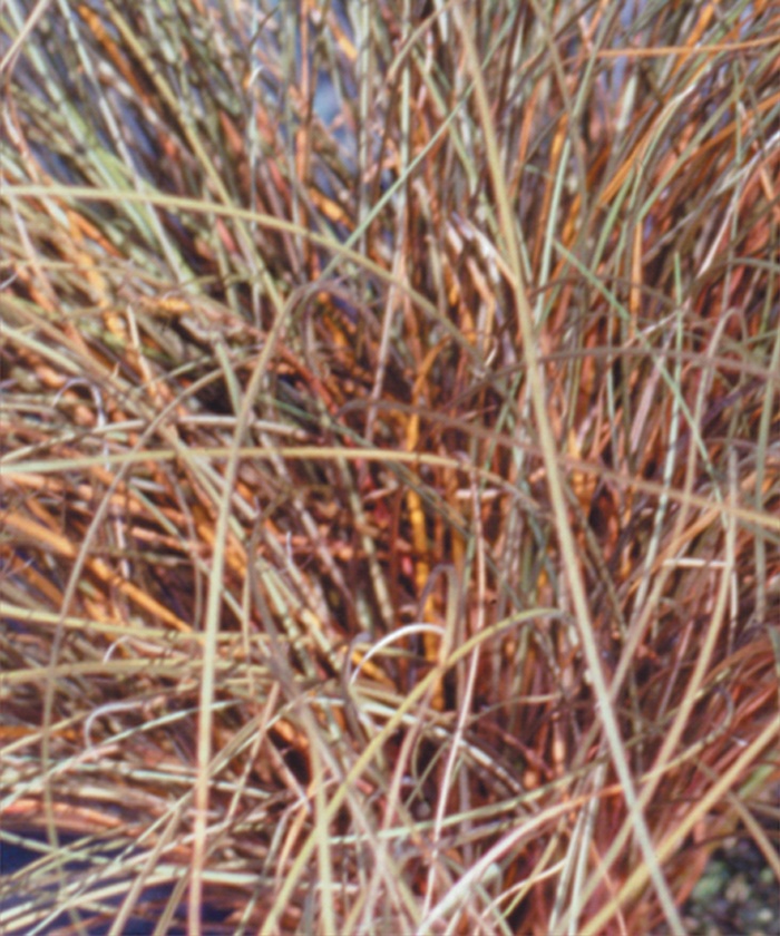 Carex flagellifera Graceful Grasses® 'Toffee Twist' (013564)