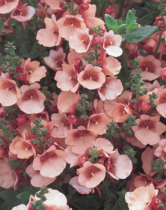 Diascia Apricot Queen Flower Seeds – Perennial, Zones 5-9, Fresh Harvest, Great For Containers & Hanging Baskets