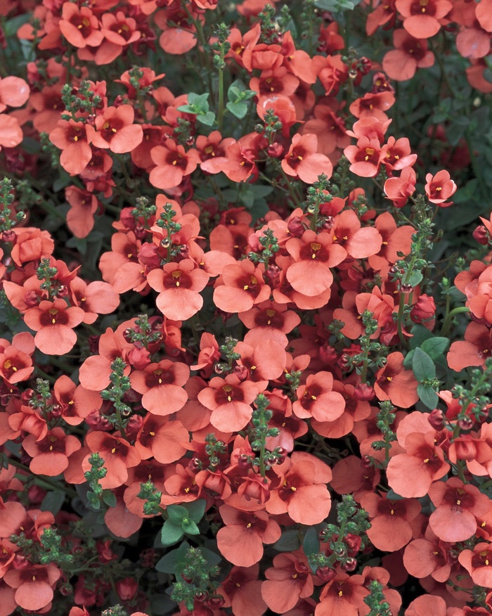 Diascia Flying Colors™ 'Coral' (013622)