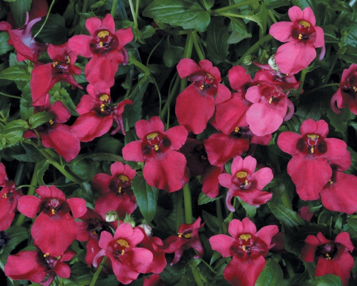 Diascia Flying Colors® 'Red' (013640)