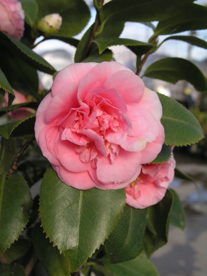 Camellia japonica 'Debutante' (013805)