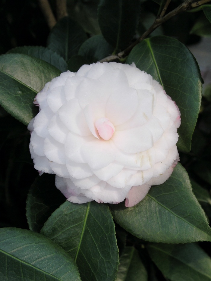Camellia japonica 'Nuccio's Pearl' (013816)
