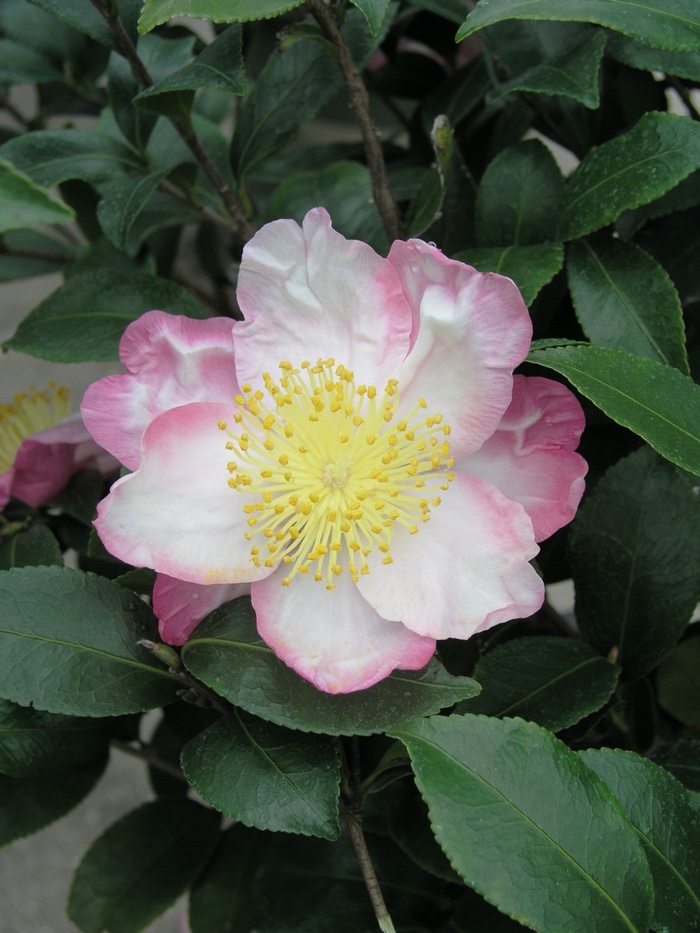 Camellia sasanqua 'Hana Jiman' (013822)