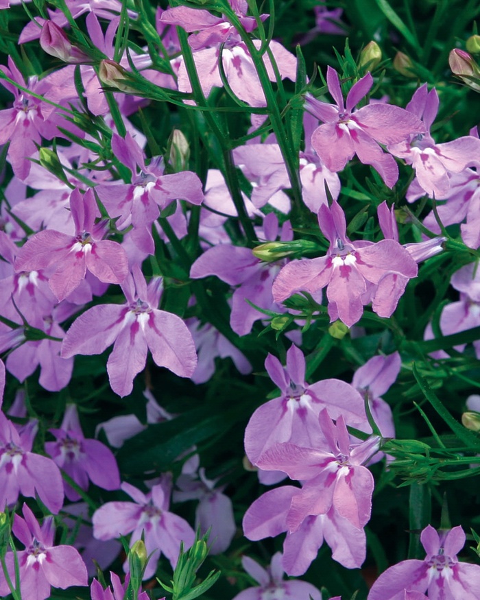 Lobelia erinus Laguna® 'Heavenly Lilac' (013849)