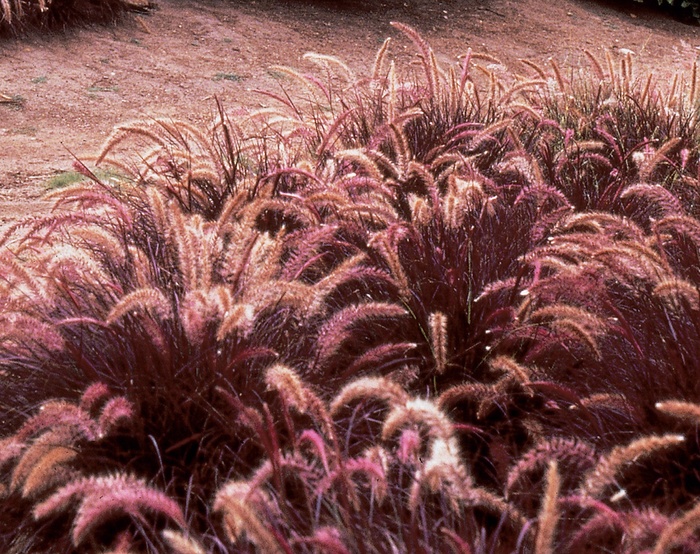 Pennisetum setaceum Graceful Grasses® 'Red Riding Hood' (013947)