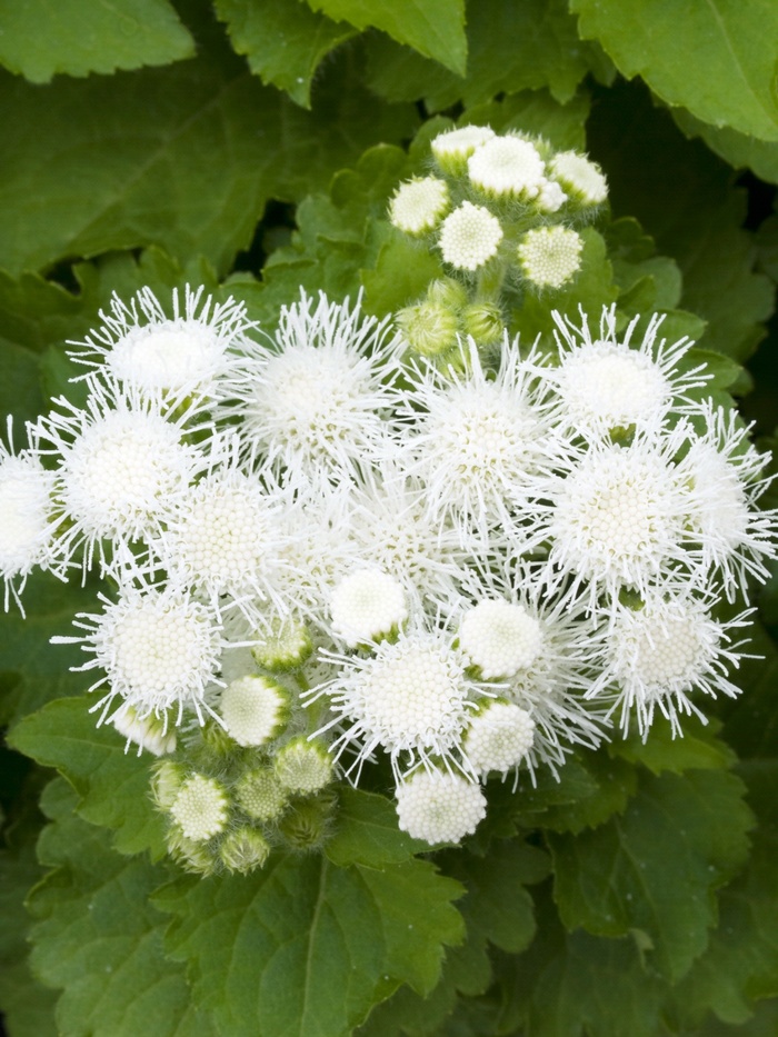 Ageratum Houstonianum Hawaii White Floss Flower Garden Center Marketing Ageratum Houstonianum Hawaii White Floss Flower Garden Center Marketing