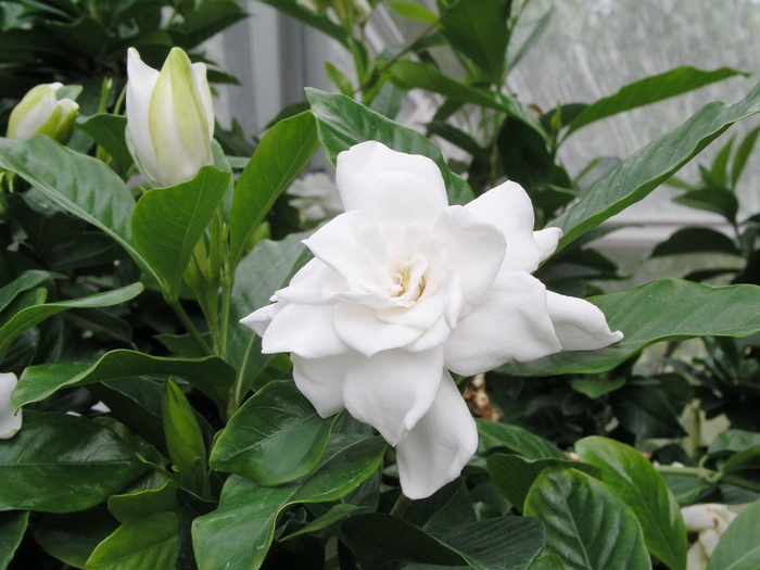 Gardenia jasminoides 'August Beauty' (014208)