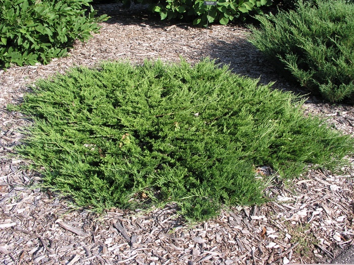 Juniperus sabina 'Buffalo' Juniper | Garden Center Marketing
