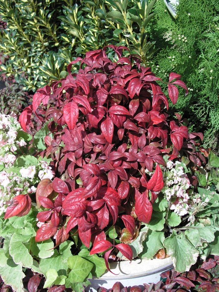 Nandina domestica 'Nana Purpurea' Dwarf Nandina | Garden Center Marketing