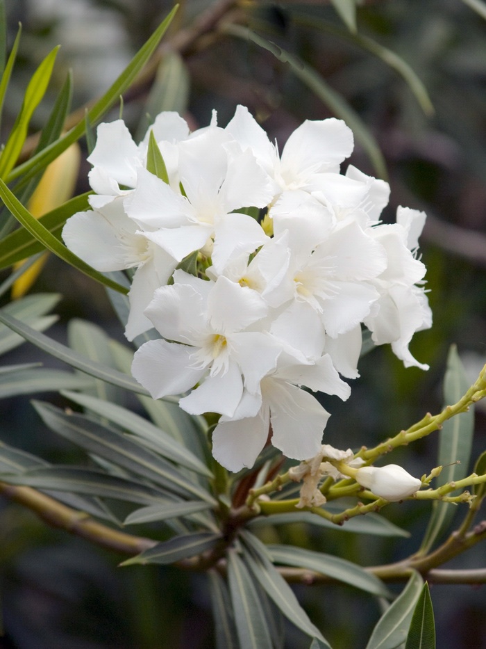 White Oleander Flower