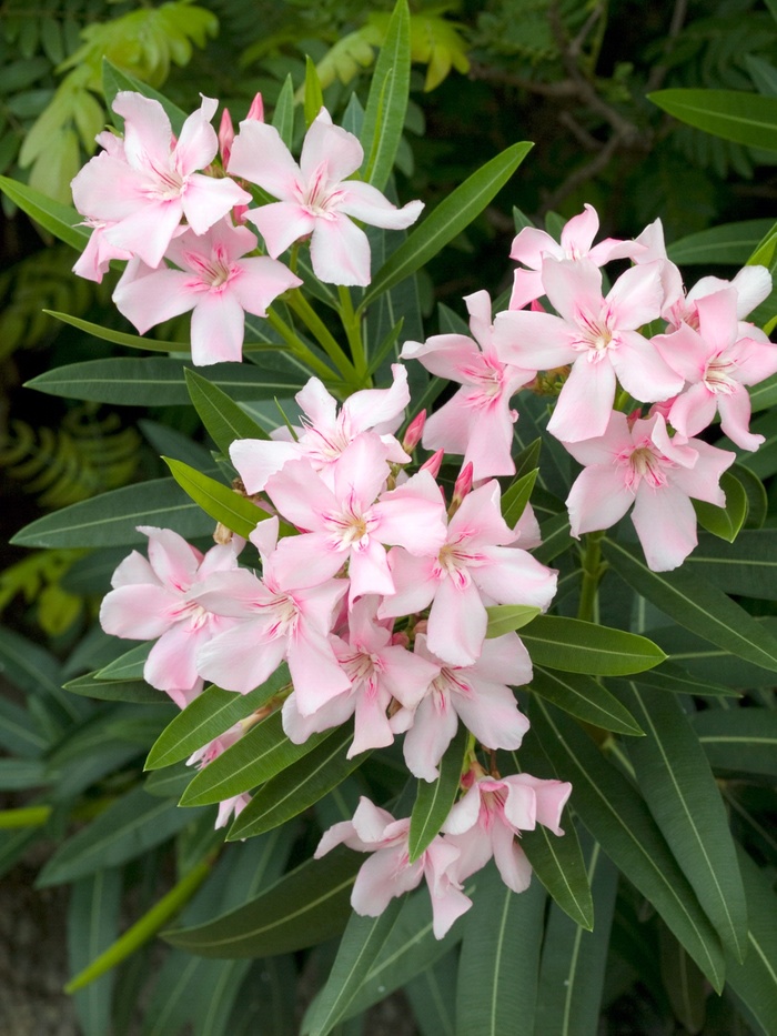 Nerium Oleander Pink Oleander Garden Center Marketing