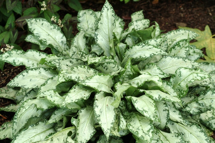 Pulmonaria 'Silver Streamers