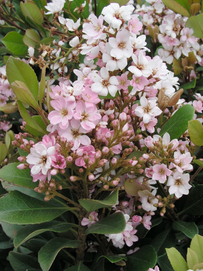 Rhaphiolepis indica 'Pink Lady' (014797)
