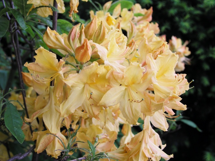 Rhododendron Northern Lights hybrid 'Golden Lights' (014928)