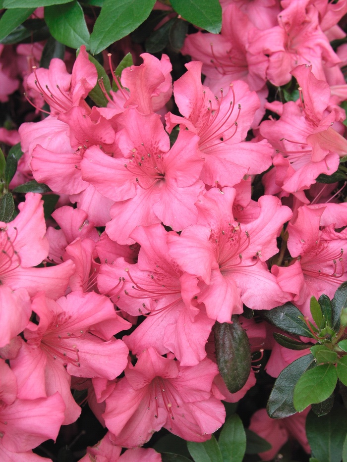 Rhododendron Girard hybrid 'Girard's Rose' (014933)