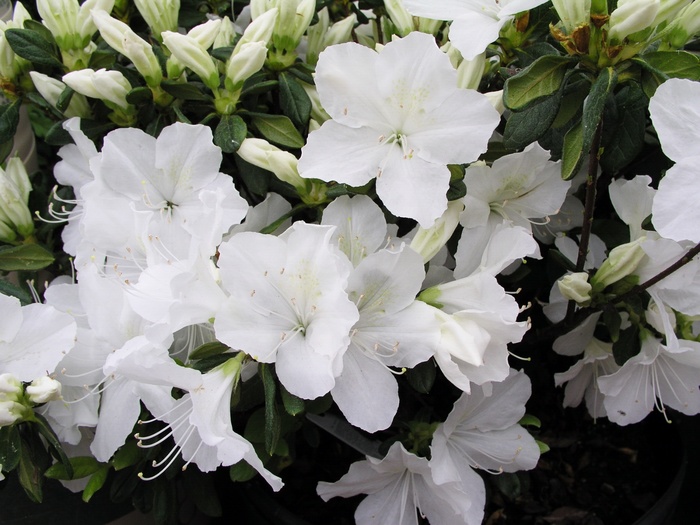 Rhododendron Glenn Dale hybrid 'Delaware Valley White' (014941)