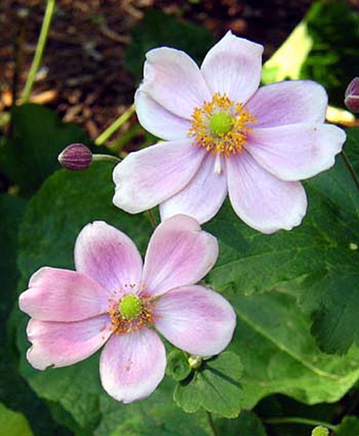 Anemone hupehensis 'Crispa' Windflower from Garden Center Marketing