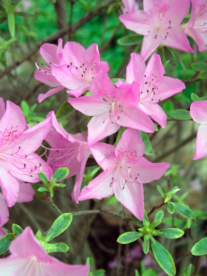 Rhododendron yedoense var. poukhanense '' (014983)