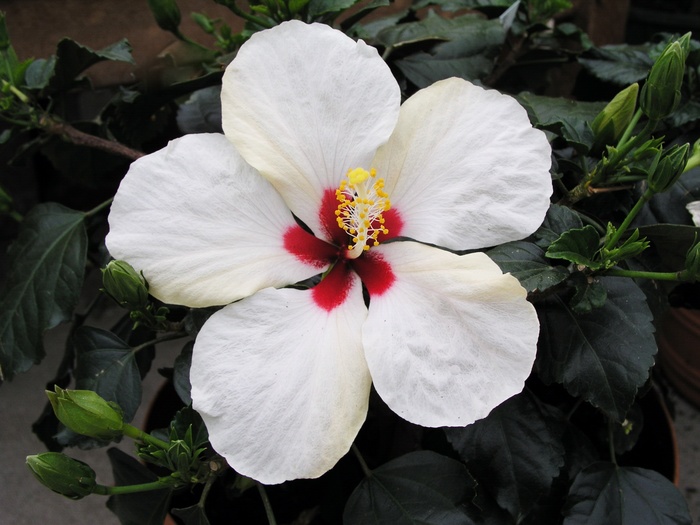 Hibiscus rosa-sinensis '' (015062)