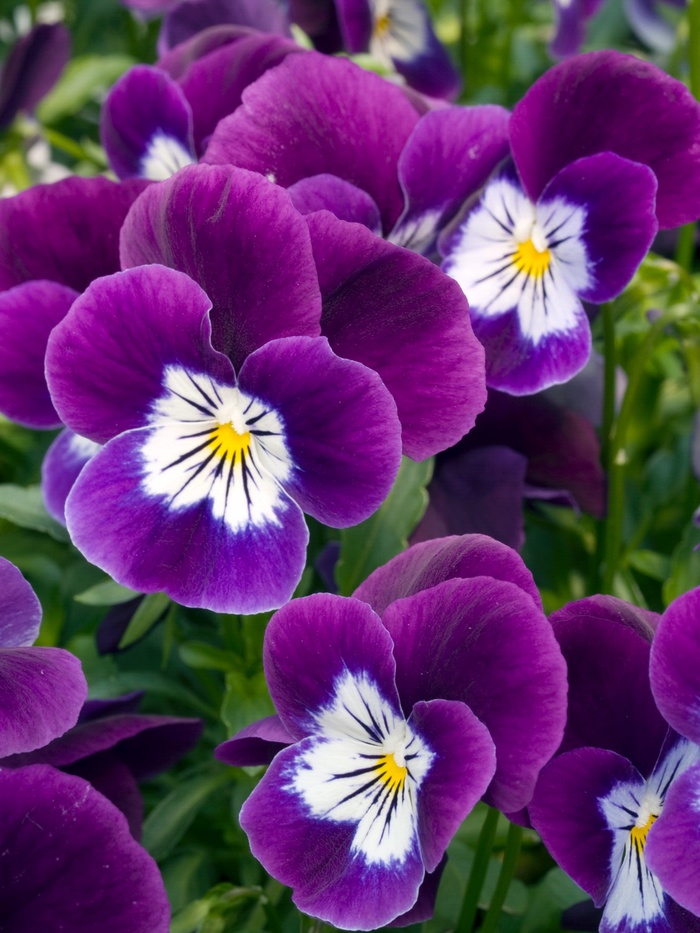 Viola Angel 'Purple White Face' Viola | Garden Center Marketing