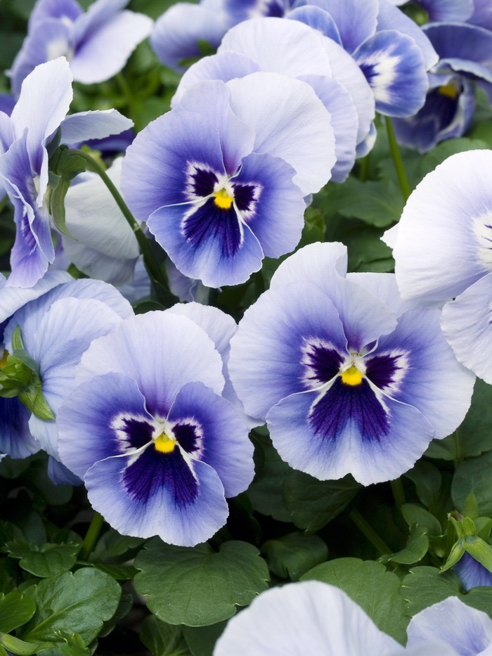 Viola x wittrockiana Mariposa 'Light Blue' Pansy | Garden Center Marketing