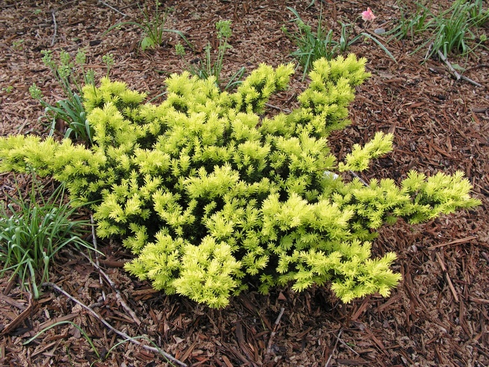 Taxus cuspidata 'Nana Aurescens' (015691)