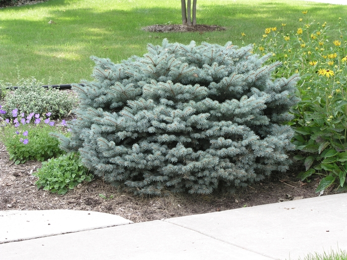Mængde af Efterligning løg Picea pungens 'Glauca Globosa' Dwarf Globe Blue Spruce from Garden Center  Marketing