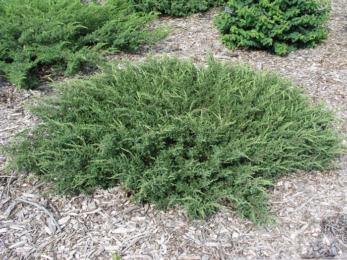 Juniperus communis 'Repanda' Juniper | Garden Center Marketing