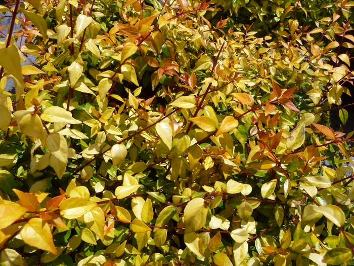 Abelia x grandiflora 'Francis Mason' (016101)