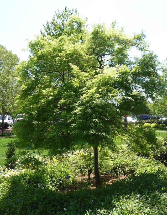 Acer palmatum var. dissectum 'Filigree' (016105)