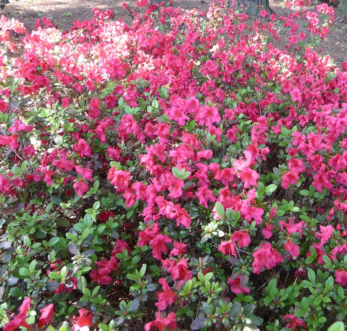 Rhododendron kaempferi 'Johanna' (016115)