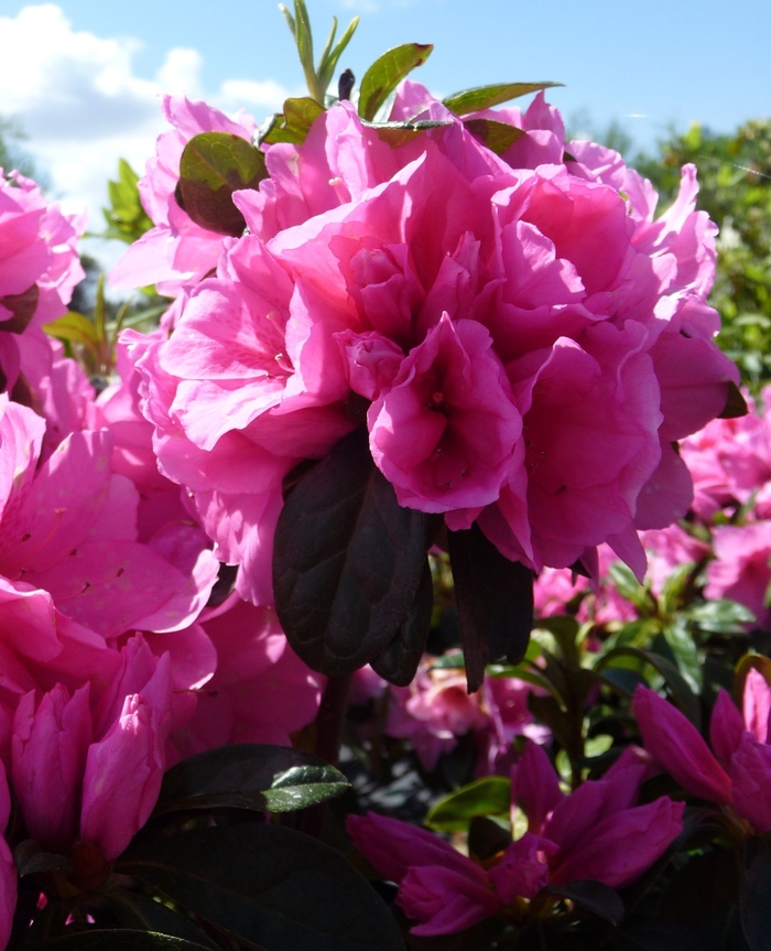 Rhododendron Rutherford hybrid 'Pink Ruffle' (016118)