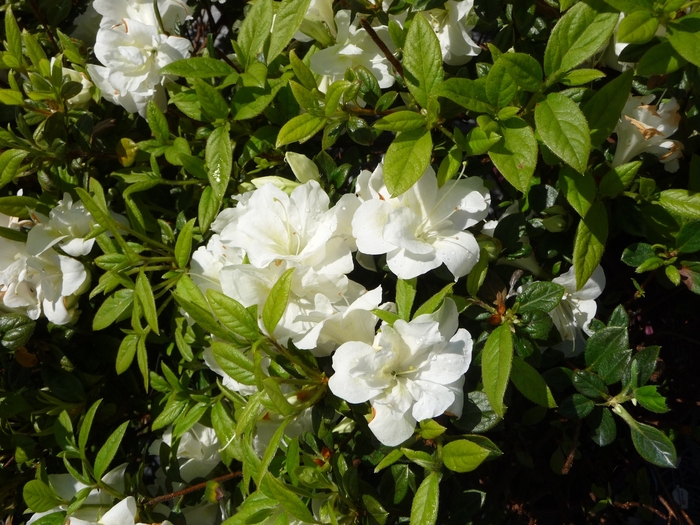 Rhododendron Encore® 'Autumn Moonlight®' (016166)