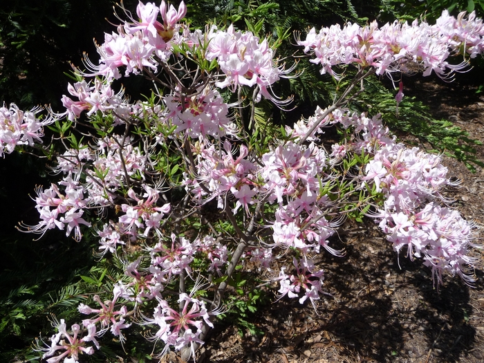Rhododendron periclymenoides 'Lavender Girl' (016496)
