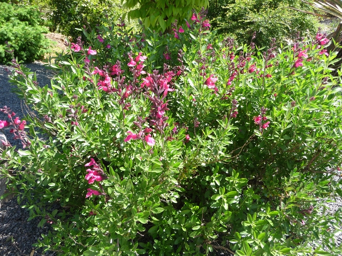 Salvia greggii 'Pink Preference' (016503)