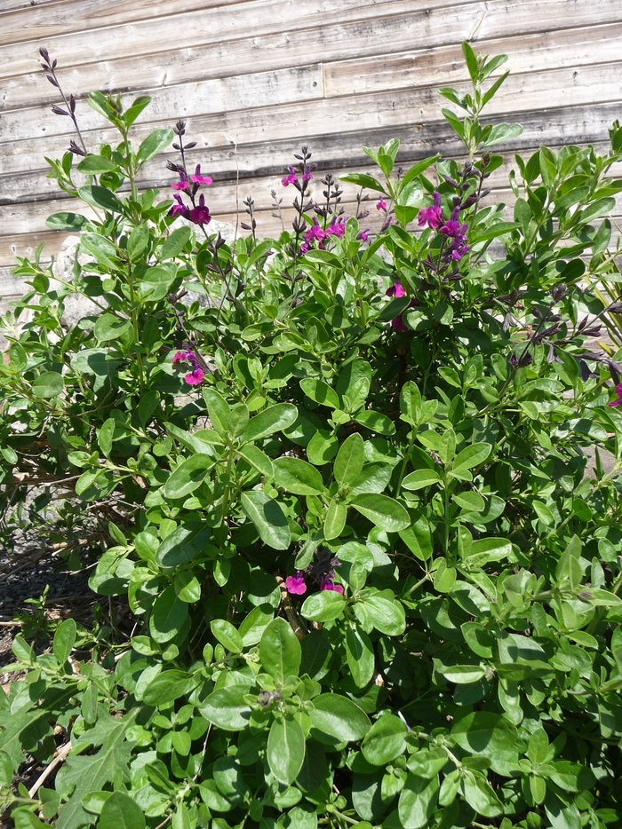 Salvia greggii 'Diane' (016504)
