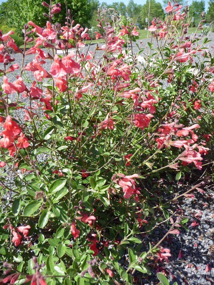 Salvia greggii 'Red' (016507)