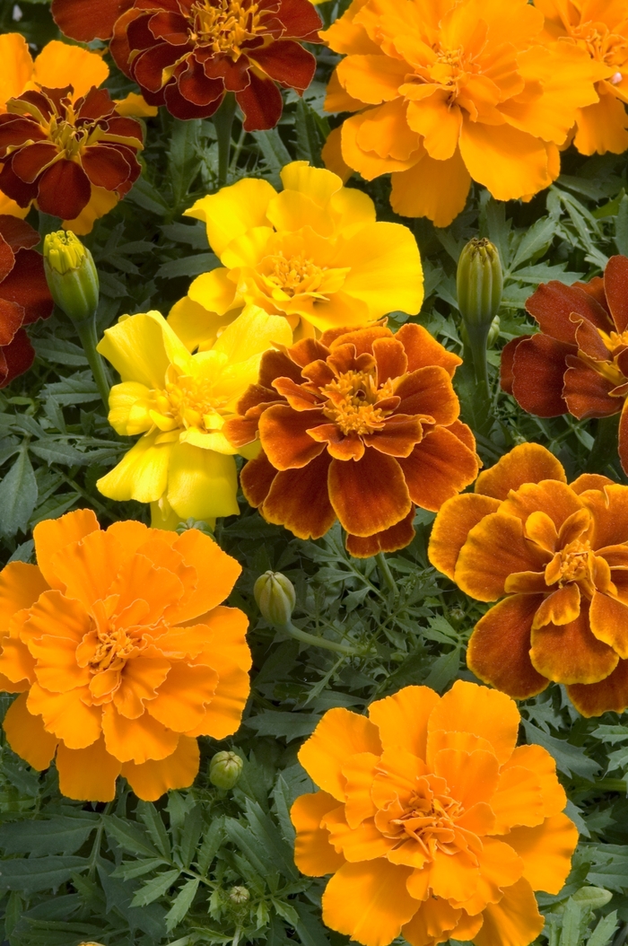 safari mix marigold