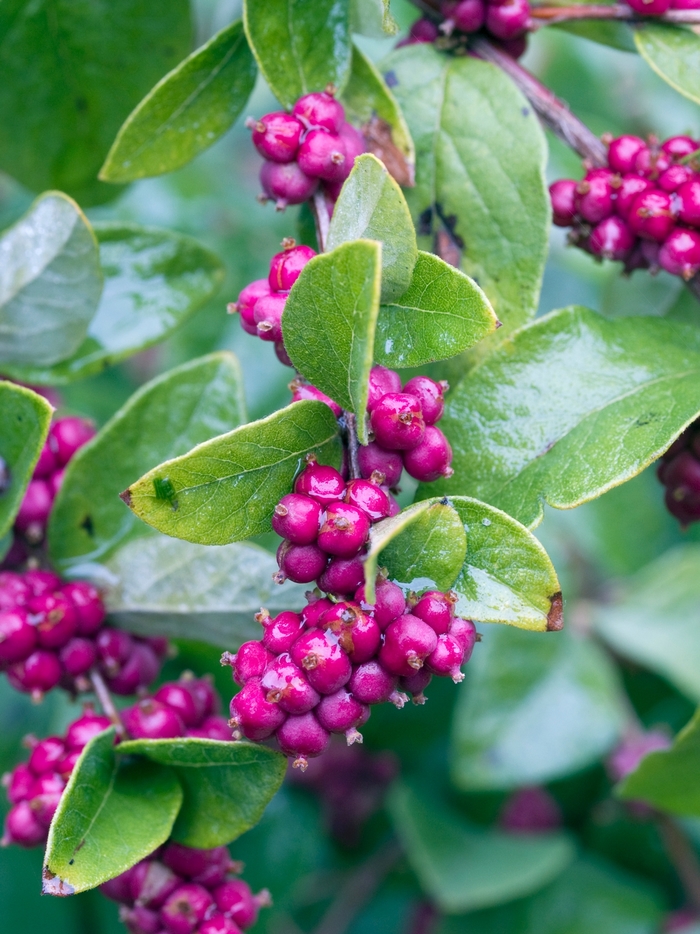 Symphoricarpos PROUD BERRY - Buy Coral Berry Shrubs Online