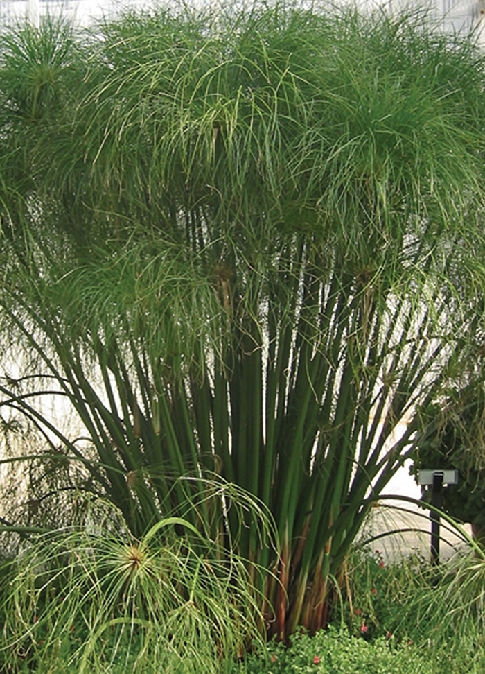 Cyperus papyrus Graceful Grasses® 'King Tut®' (017238)