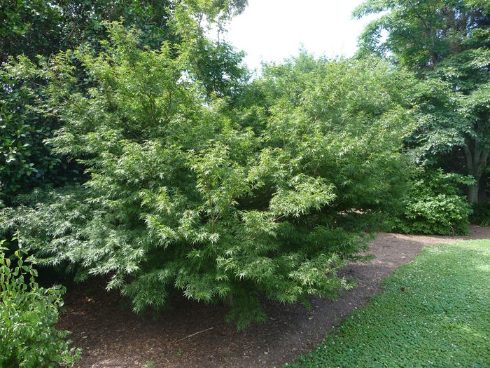 Acer palmatum 'Wou nishiki' (017263)