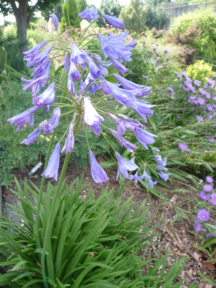 Agapanthus 'Midknight Blue®' (017264)