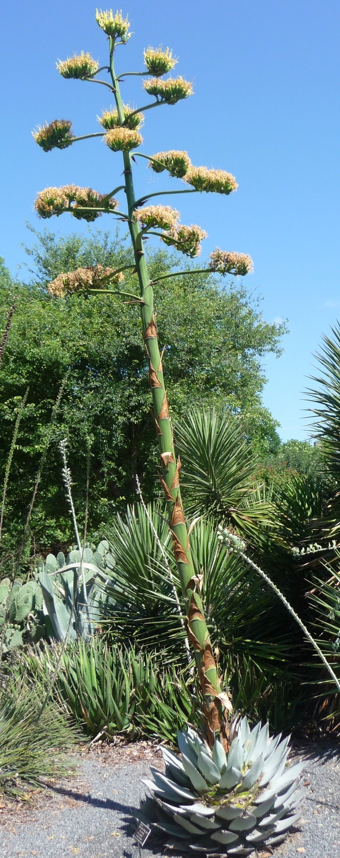 Agave parryi 'J.C. Raulston' (017266)