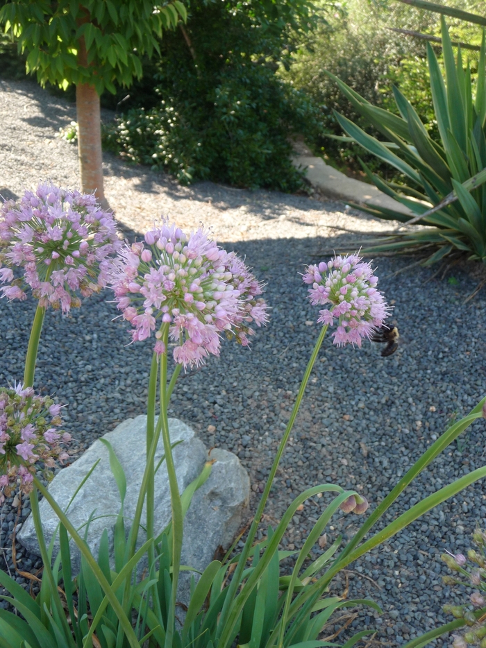 Allium 'Pink Feathers' (017267)
