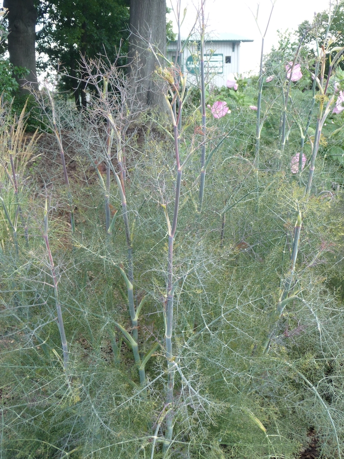 Foeniculum vulgare 'Rubrum' (017327)