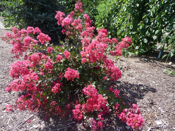 Lagerstroemia indica Fleming Filligrees® 'Red Filli' Crape Myrtle ...
